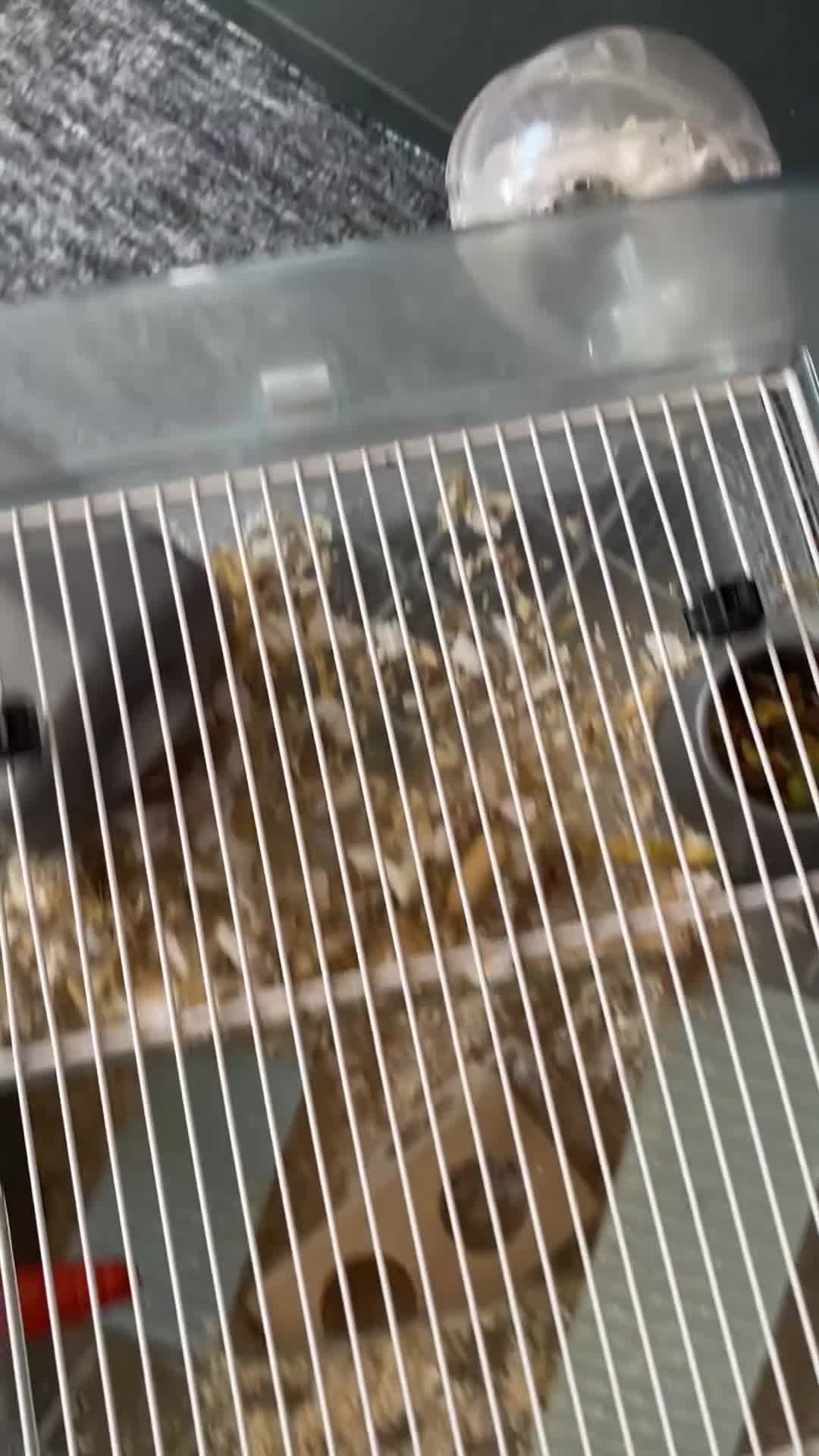 Hamster rodents for sale: Russian Dwarf Hamster.  - Video 1