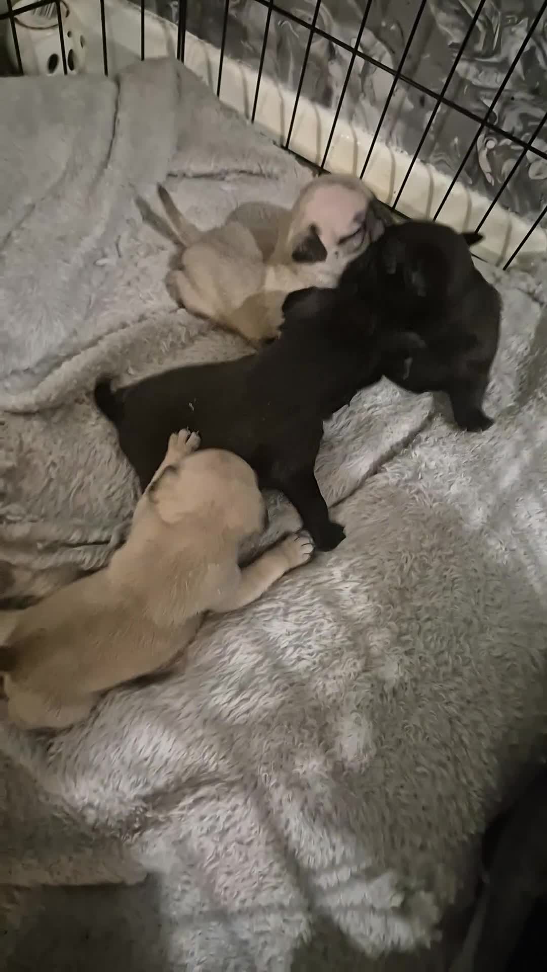 Pug dogs for sale: 4 beautiful pugs  - Video 3