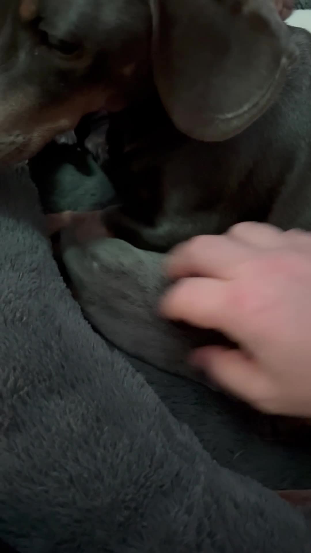 Miniature Dachshund dogs for sale: Miniature dachshund  - Video 1