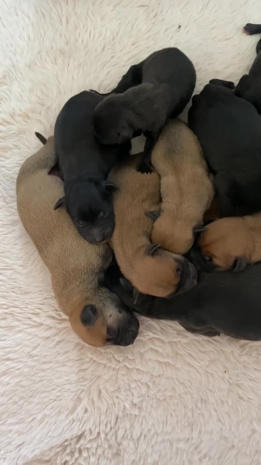 Mixed Breed dogs for sale: Staffy x Mali pups - Video 1