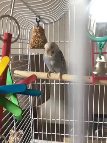 Budgerigars birds for sale: Beautiful Budgie Baby Boy  - Video 1