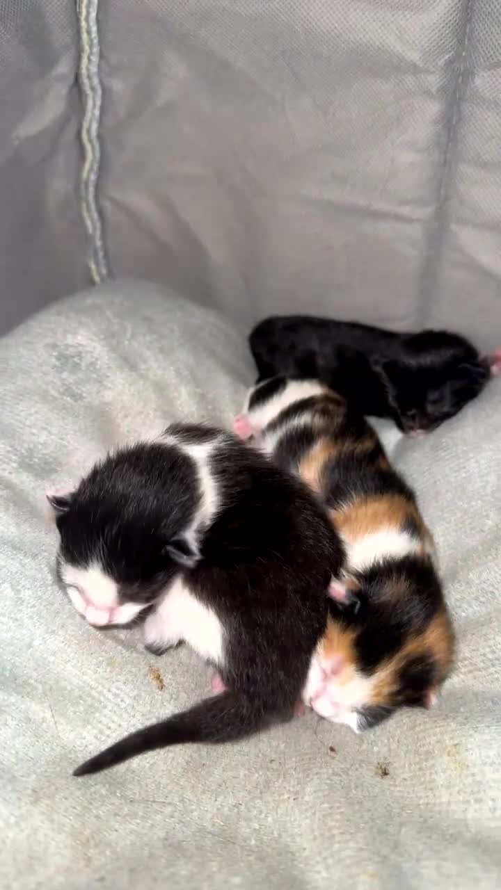 Mixed Breed cats for sale: 3 beautiful kittens available  - Video 1