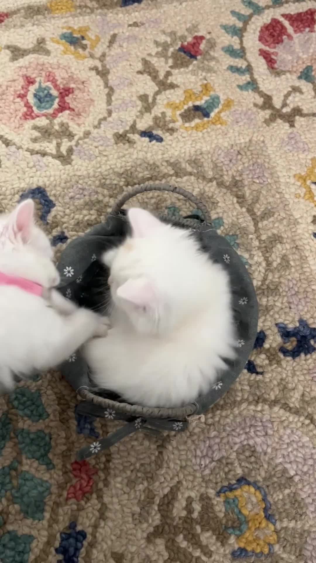 Turkish Angora cats for sale: Turkish Angora Longhair kittens - Video 3