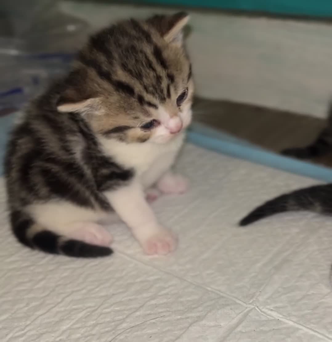 British Shorthair cats for sale: British shorthair kittens  - Video 2