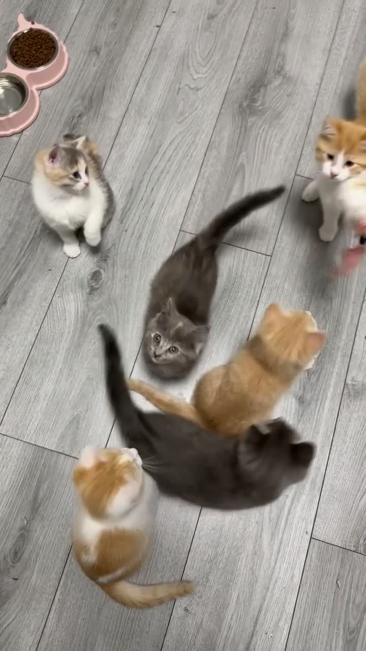 Ragdoll cats for sale: Mixed Kittens for sale - Video 1