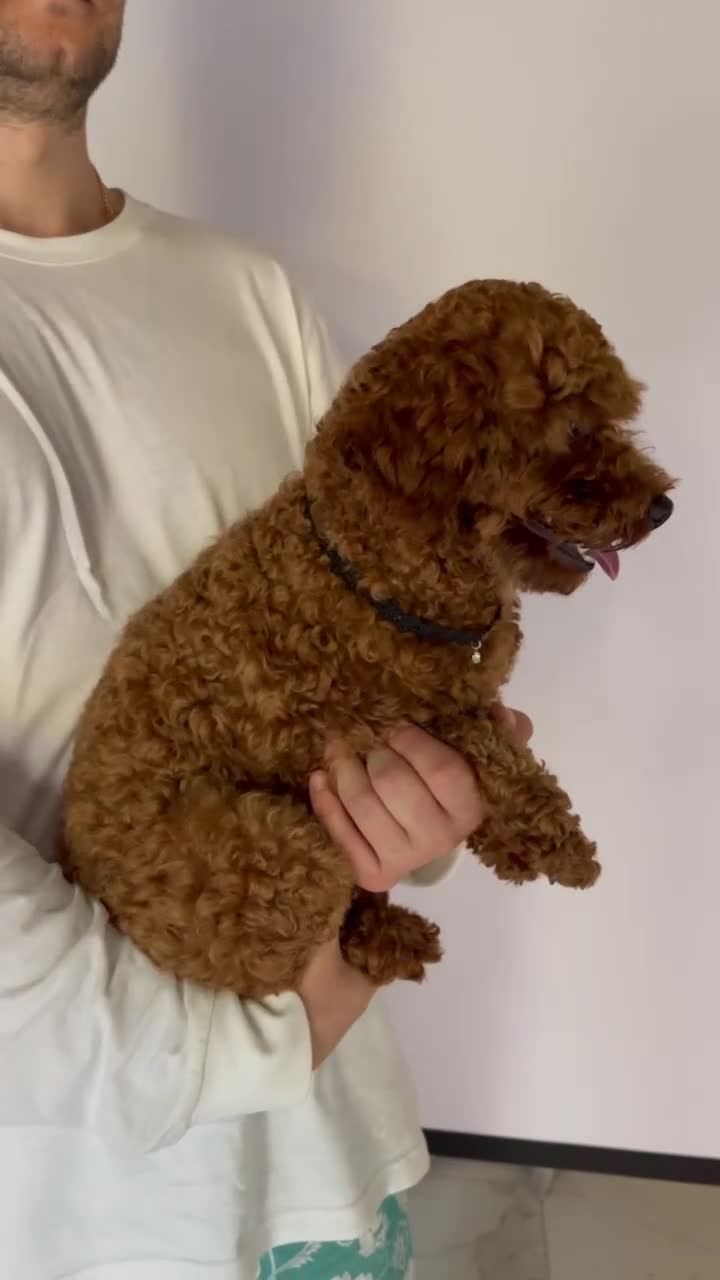 Pomapoo dogs for sale: Pomapoo Girl Lindy (£2000 INC. UK Delivery) - Video 2