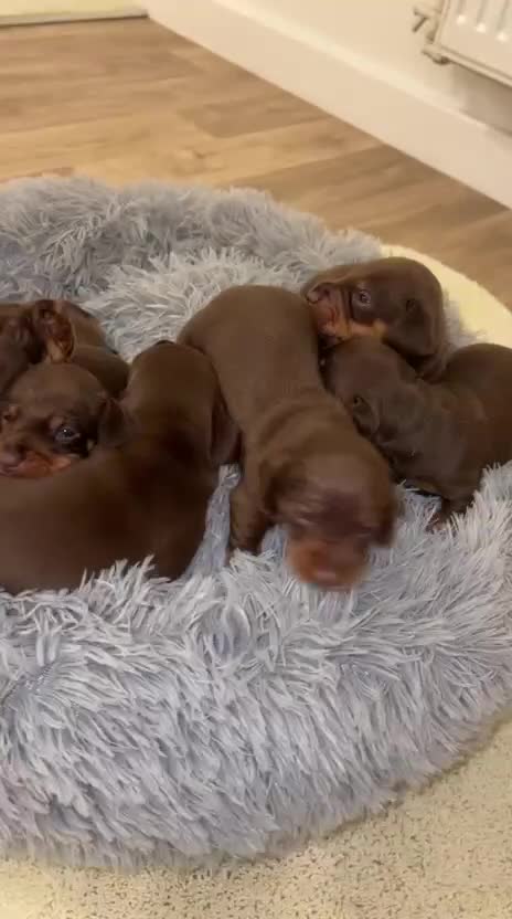 Miniature Dachshund dogs for sale: Stunning minature dachshund litter  in Maidstone - Video 2