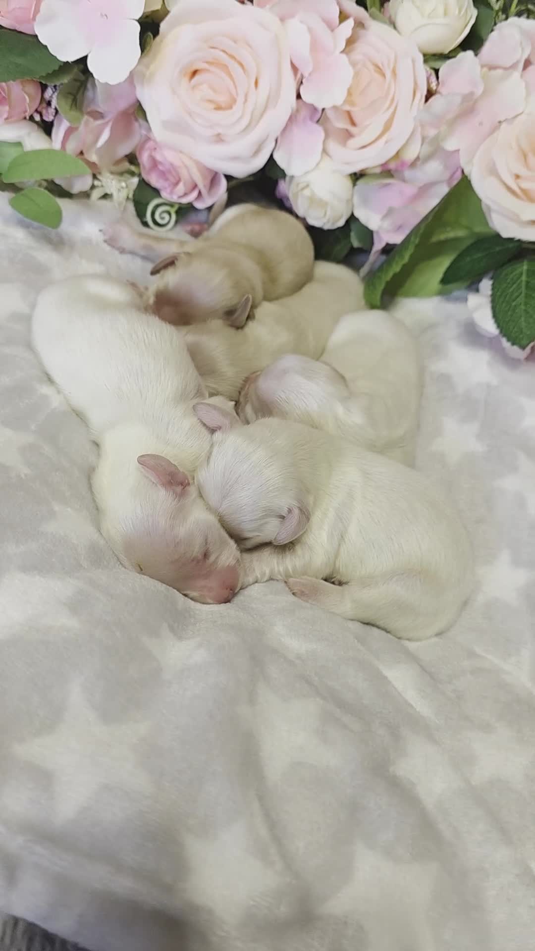 Miniature Dachshund dogs for sale: Stunning KC Reg Clear Cream Mini Dachshunds   - Video 1