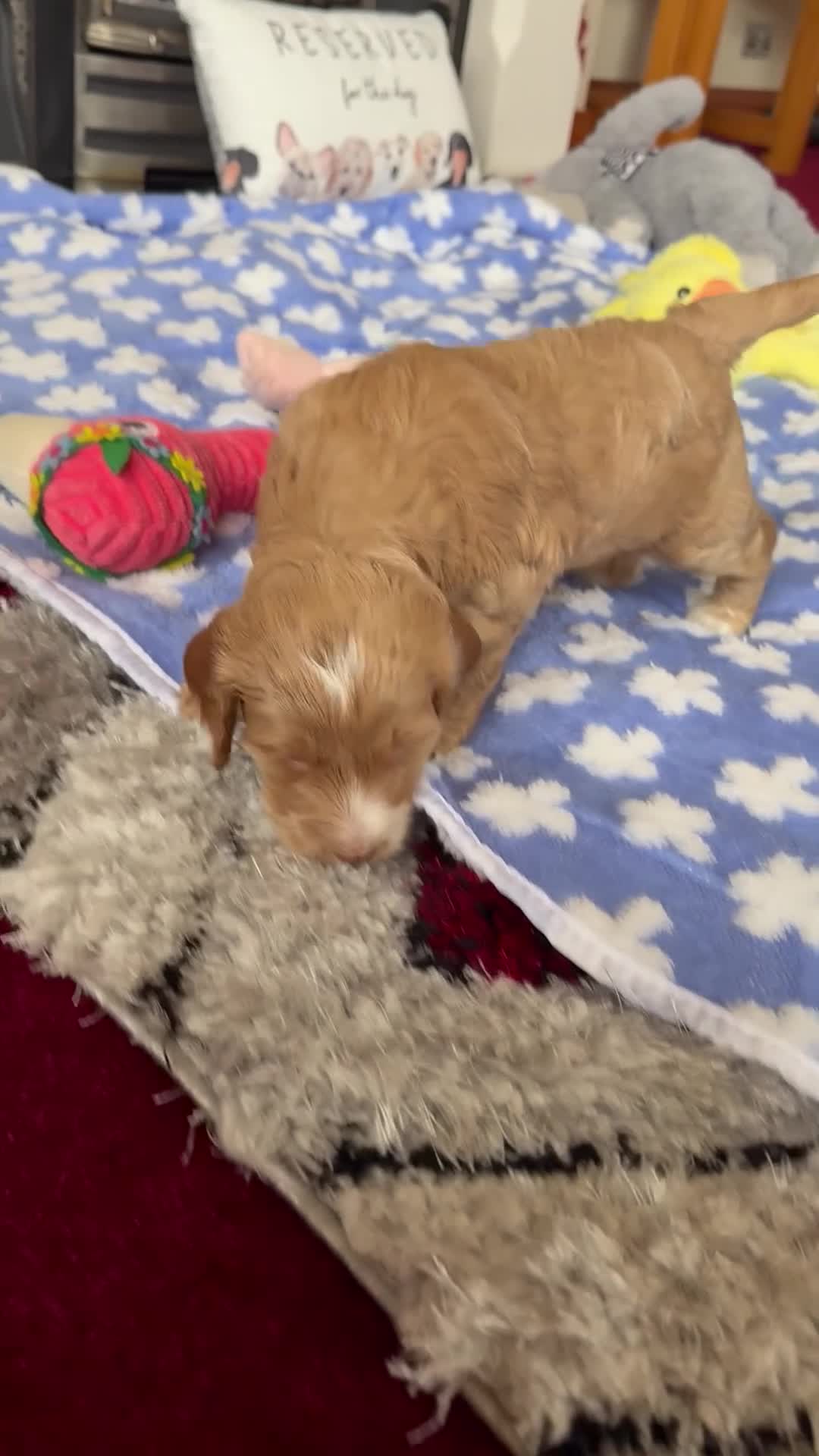 Cockapoo dogs for sale: F1 SHOW COCKAPOOS - Video 5