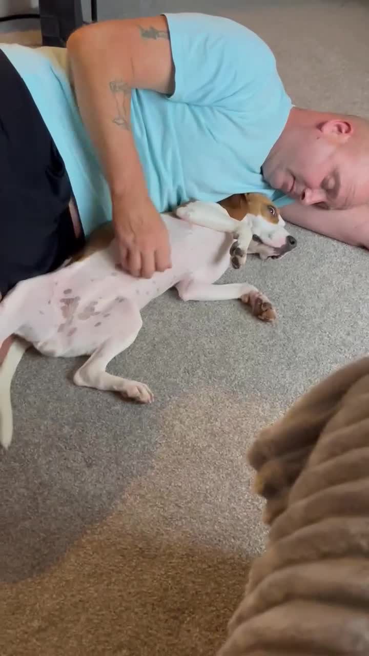 Beagle dogs for adoption: Sweet Mayli is ready for her forever home - Video 2