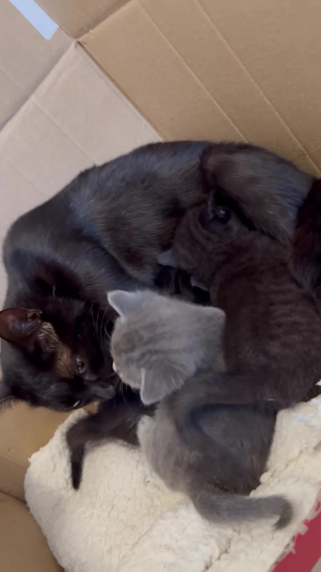 Mixed Breed cats for sale: Beautiful black & grey kittens. - Video 1