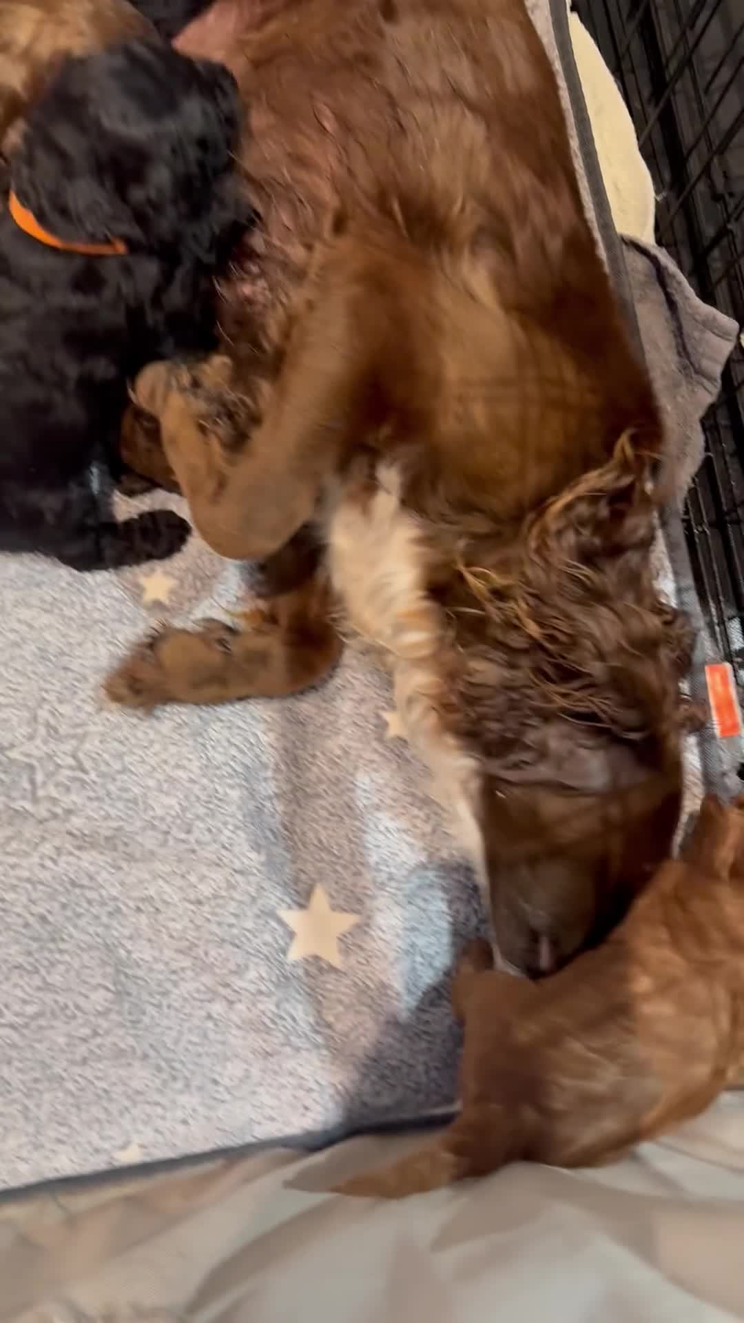 Cockapoo dogs for sale: Outstanding Cockapoos Fully Health Tested  - Video 2