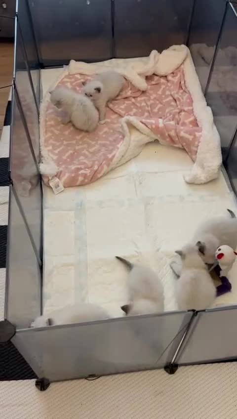 Ragdoll cats for sale: Purebred Ragdoll kittens, blue, seal, Lynx mitted - Video 3