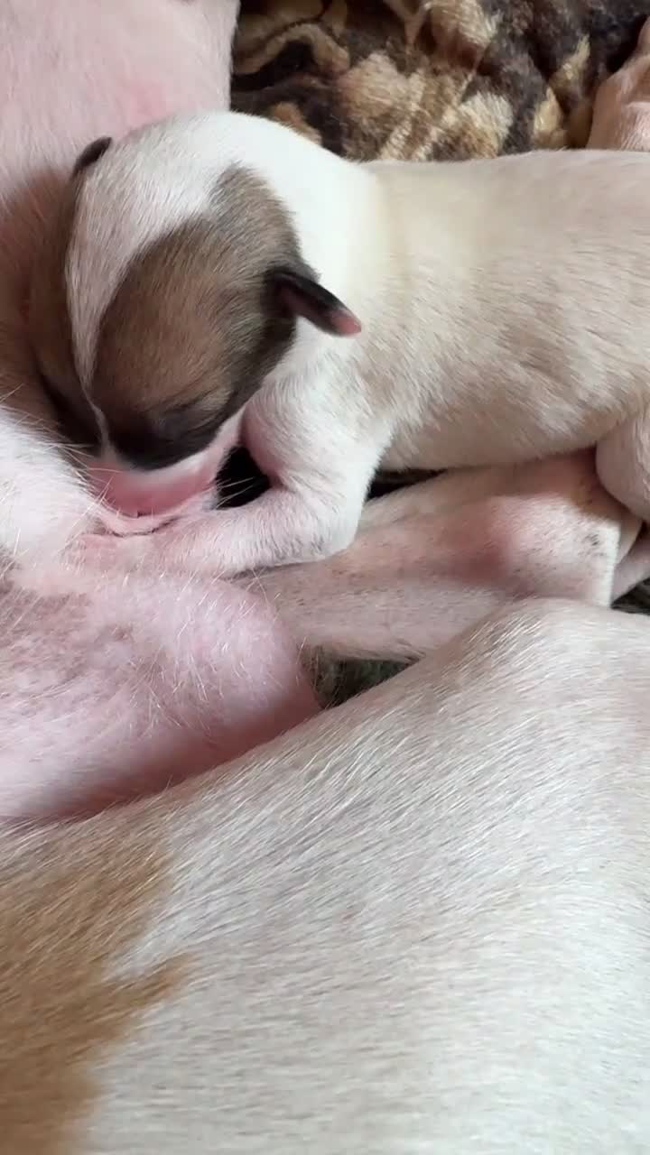 Whippet dogs for sale: magical whippets - Video 4