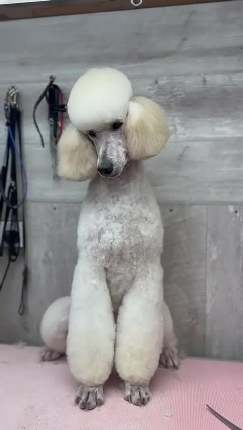 Standard Poodle dogs for sale: Elegant White Standard Poodle – Exceptional Lines - Video 1