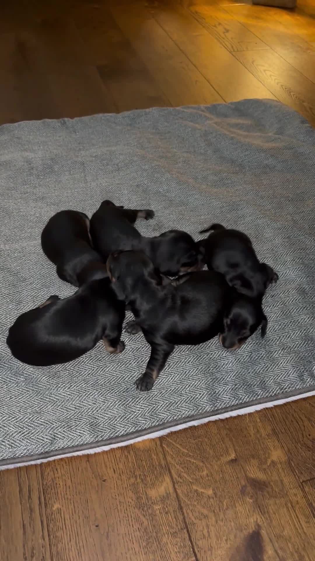 Miniature Dachshund dogs for sale: miniature Dachshund  - Video 2