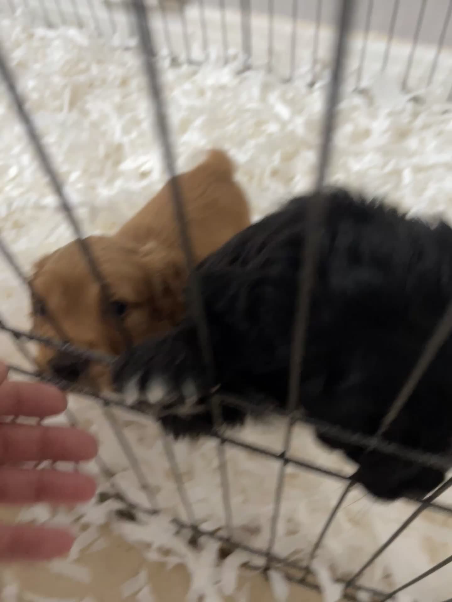 Cocker Spaniel dogs for sale: Beautiful working cocker spaniel puppies - Video 1