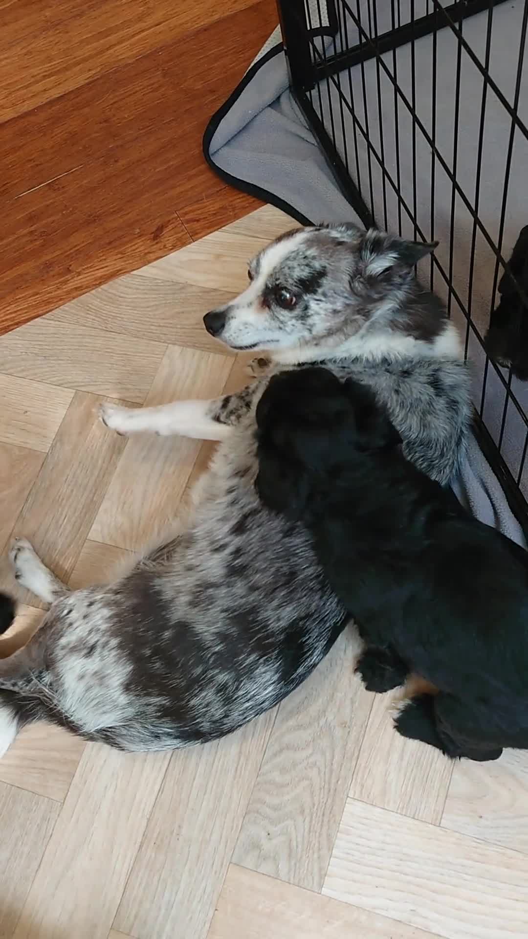 Sheepadoodle dogs for sale: *2 GIRLS LEFT* F1 DNA tested sheepadoodles  - Video 1