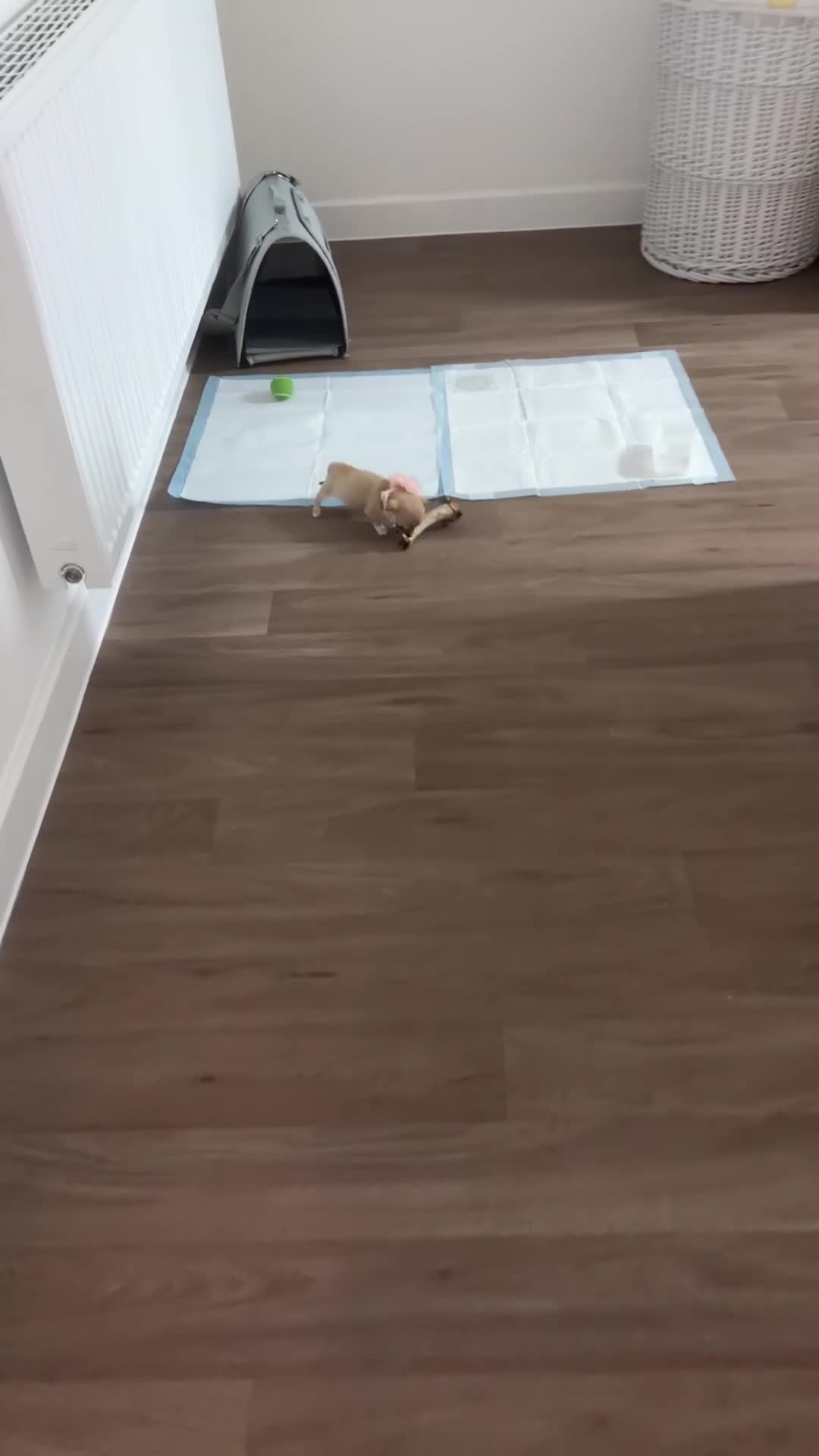 Chihuahua dogs for sale: Teacup smooth coat Chihuahua  - Video 2