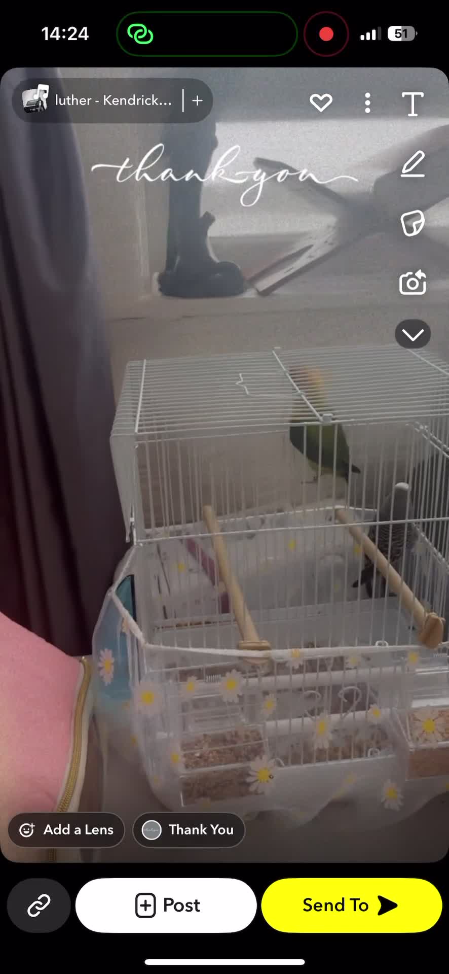 Lovebirds birds for sale: Beautiful baby lovebird  - Video 2