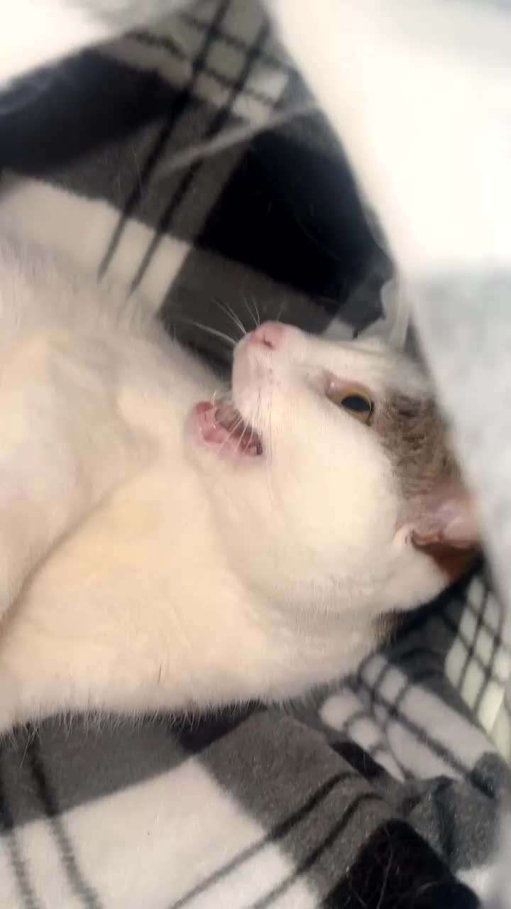 Turkish Van cats for sale: Luna  - Video 1