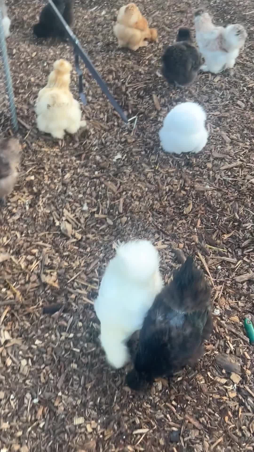 Chickens poultry for sale: Silkie Chicks - Video 1
