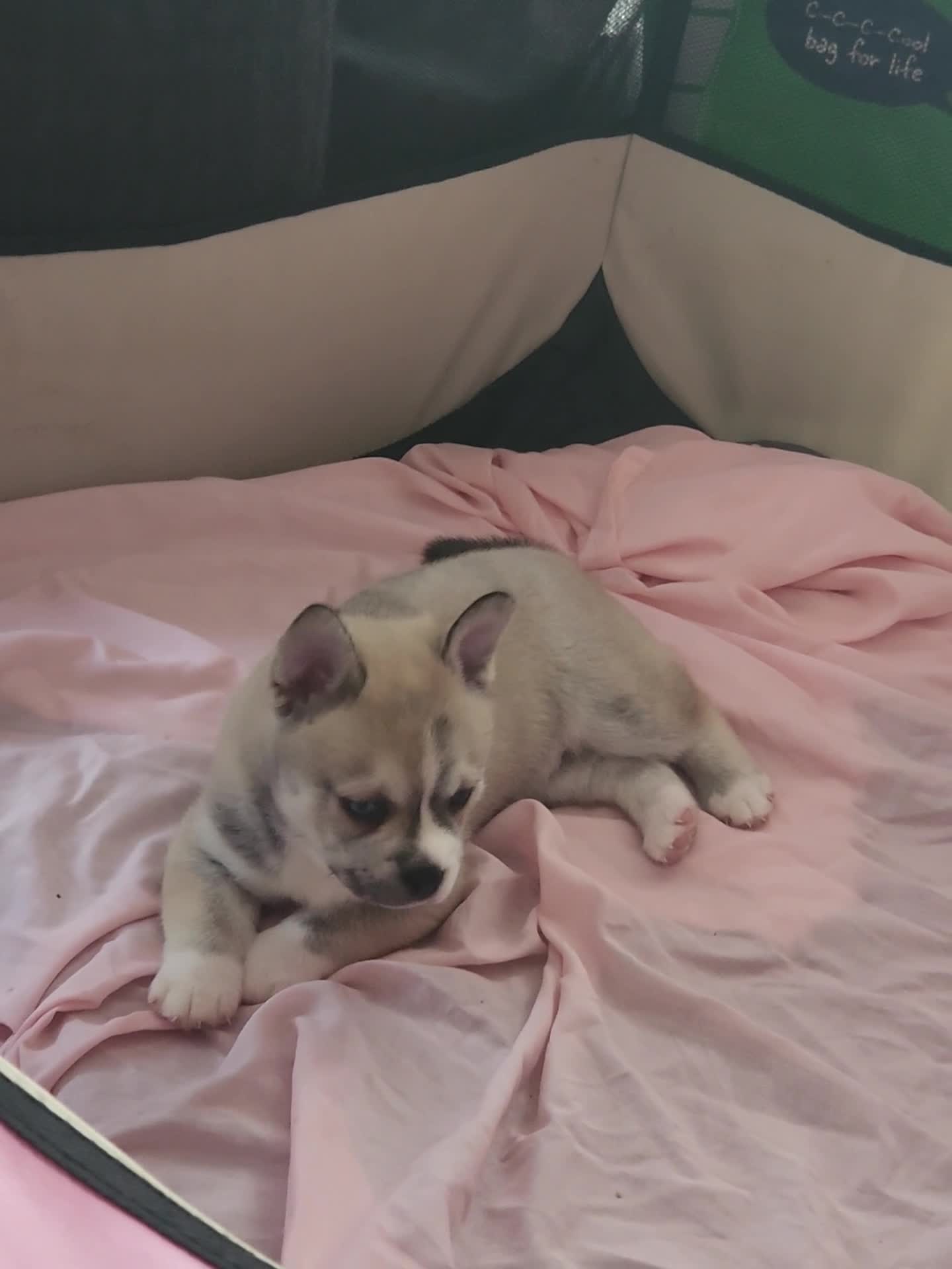 Pomsky dogs for sale: 2 boy Beautiful unusual marking frenchie pomsky  in Southend-on-Sea - Video 1