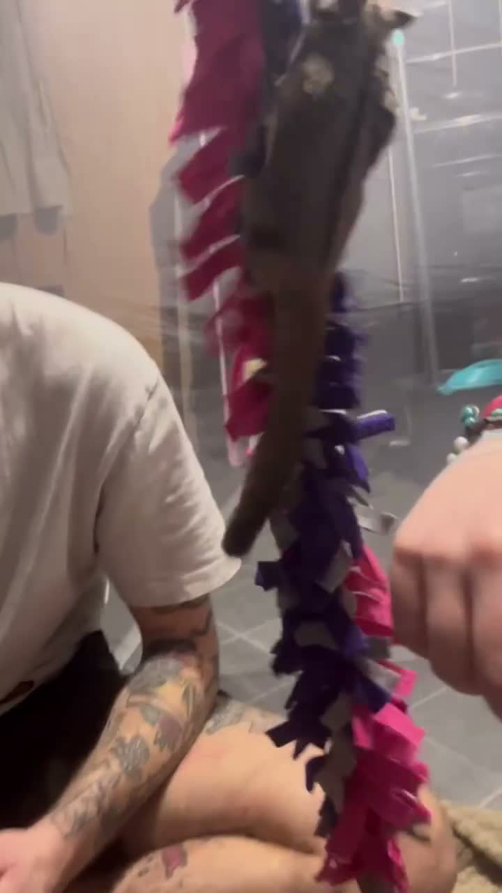 Sugar Glider rodents for sale: 2 female sugar gliders  in Chester - Video 2
