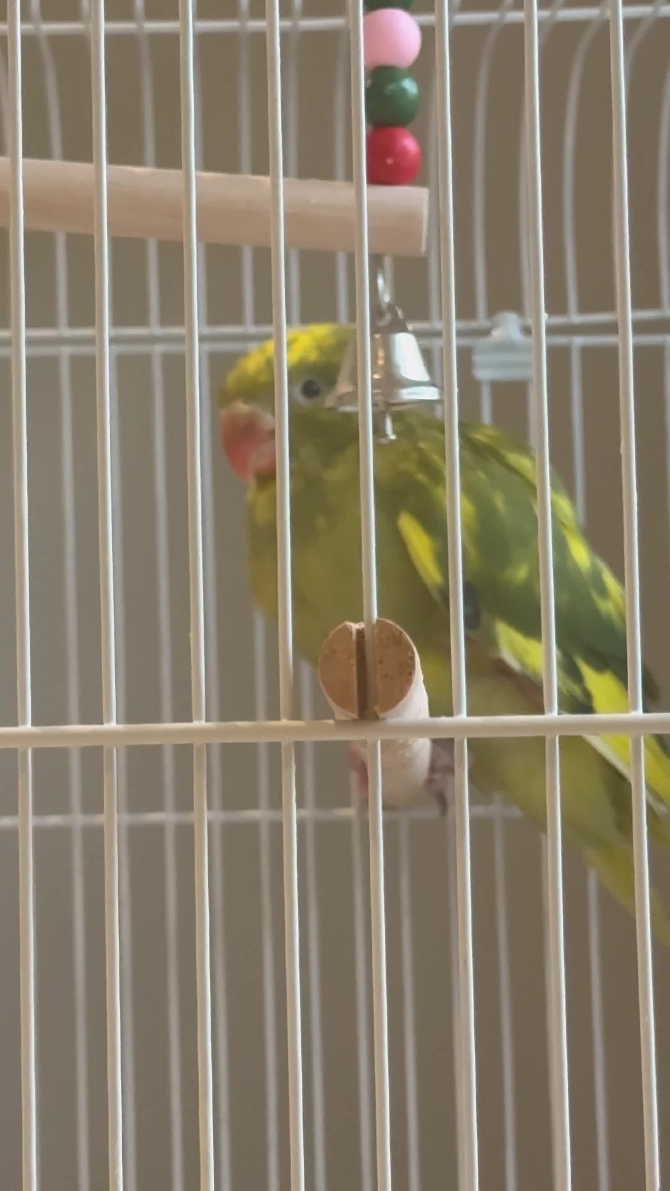 Parrots birds for sale: 1 month- hand tamed Indian ring neck-cuddles-rare  - Video 1