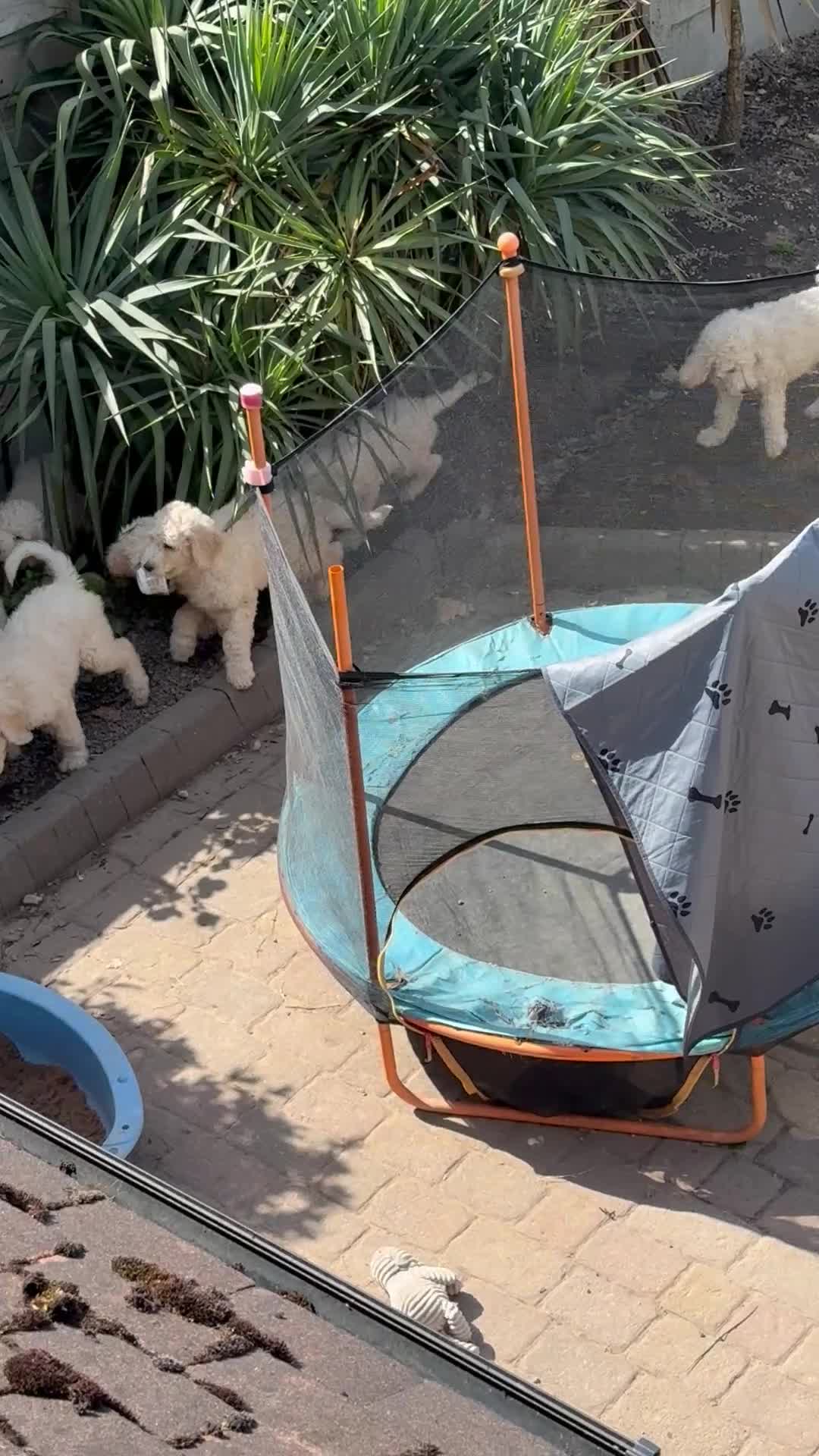 Standard Poodle dogs for sale: 🥇 White KC Standard Poodle Puppies – Ready Now ✨ - Video 2