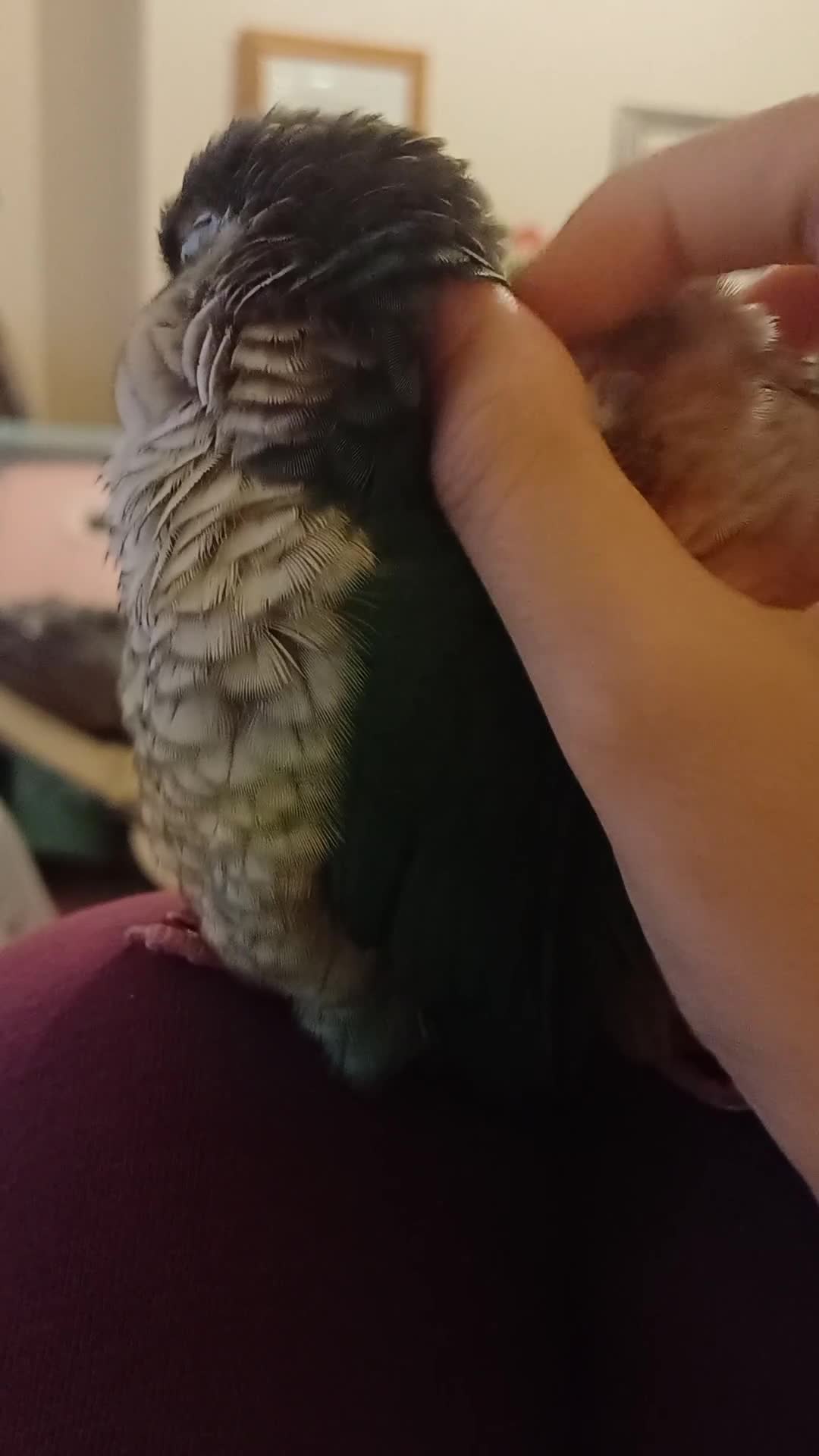 Conures birds for sale: Friendly conures for sale - Video 1