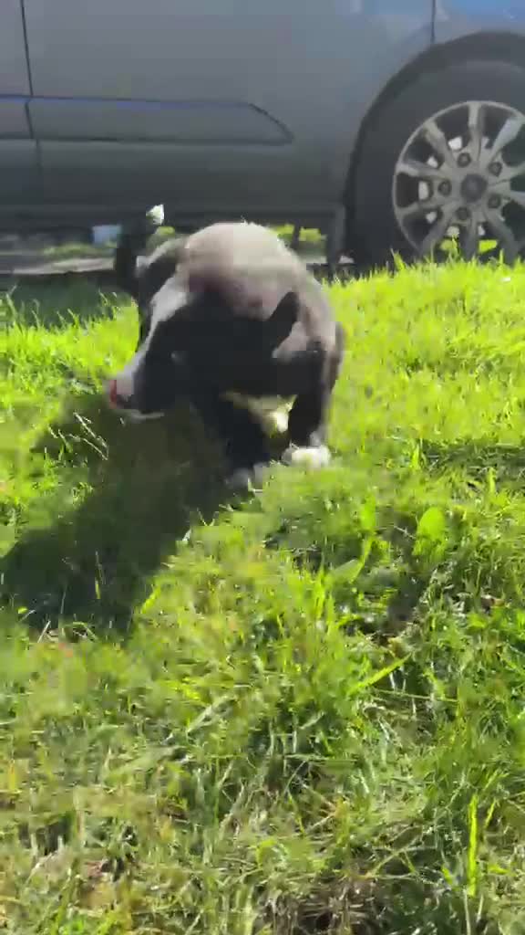 Border Collie dogs for sale: 1 beautiful male border collie pup  - Video 1
