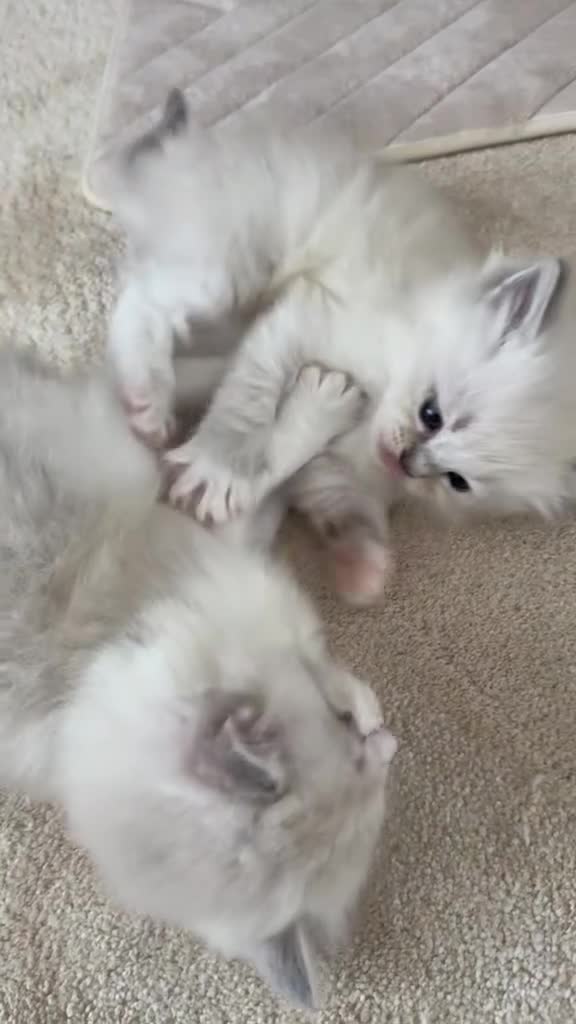 Ragdoll cats for sale: Luxury ragdoll kittens - Quality Breed  - Video 1