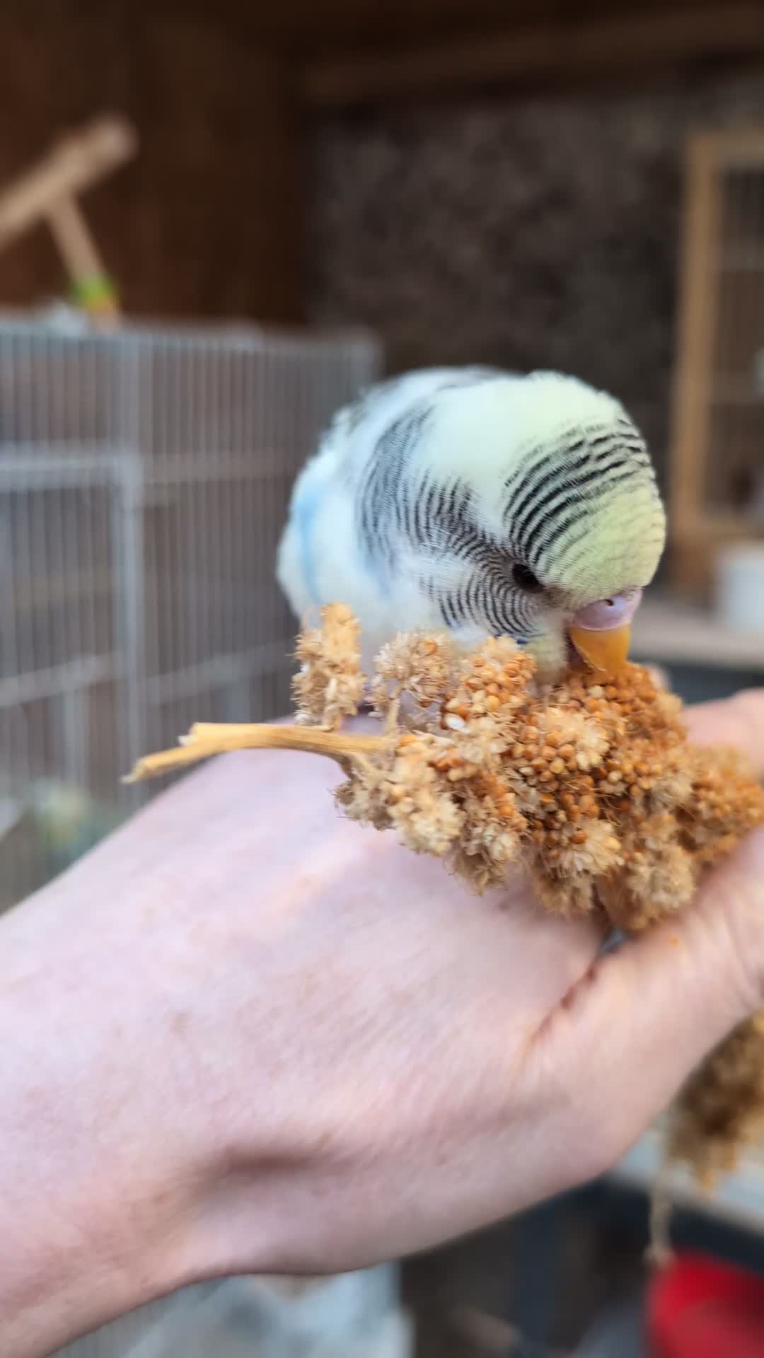 Budgerigars birds for sale: Hand tamed baby budgies for sale - Video 2