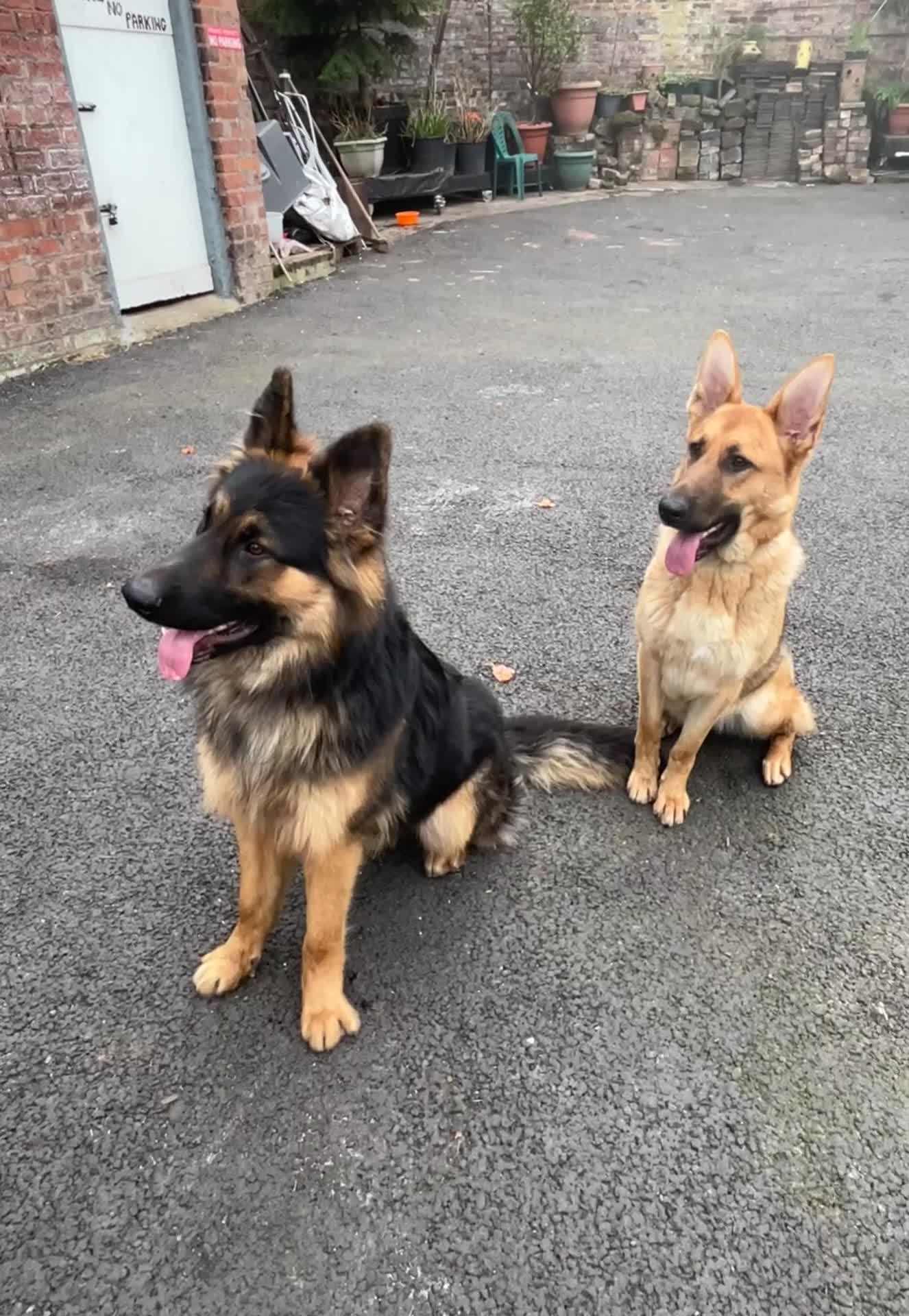 German Shepherd dogs for sale: 6 beautiful German Sheperd puppies  - Video 2