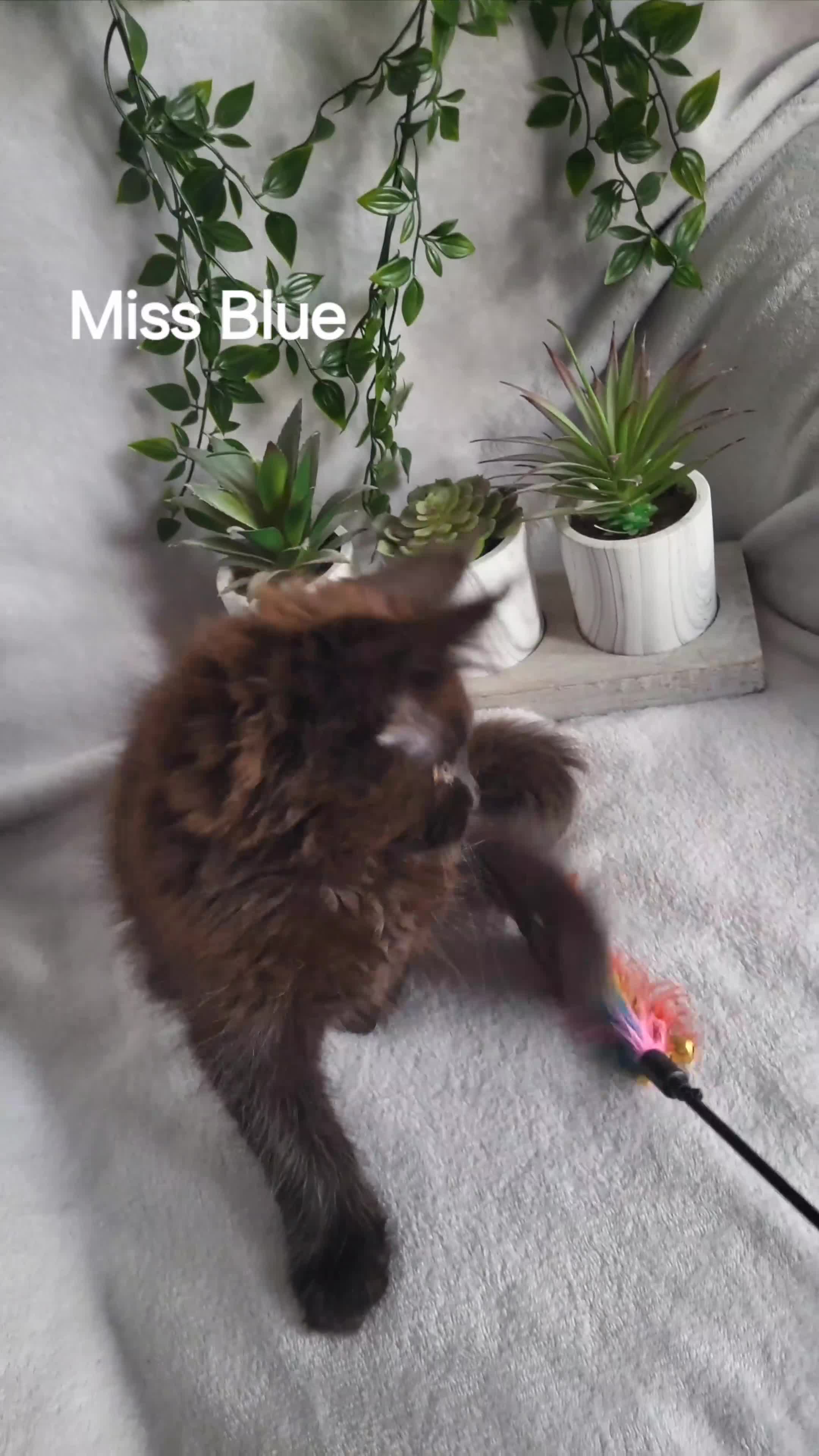 Maine Coon cats for sale: Beautiful Maine Coons  - Video 3