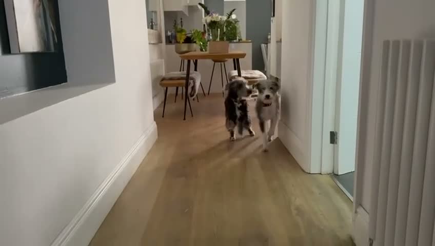Mixed Breed dogs for sale: Beautiful Beddywhip pups for sale in Sussex in Hove - Video 1