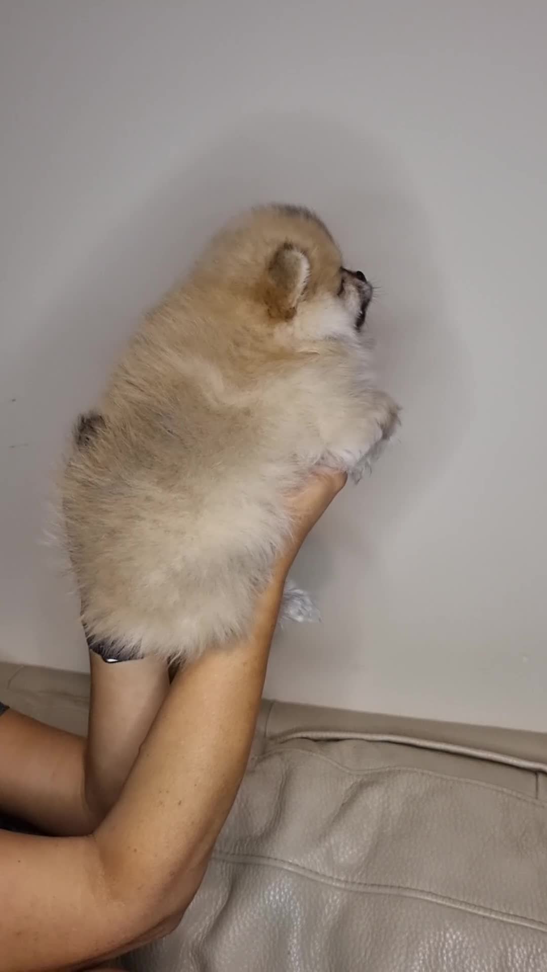 Pomeranian dogs for sale: CHAMPION BLOODLINE 3 female 1 male - Video 4