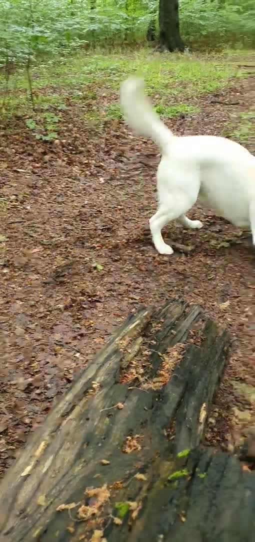 Labrador Retriever dogs for stud: Stunning Labrador, Champion Lines, Discounted Fee in Huddersfield - Video 1