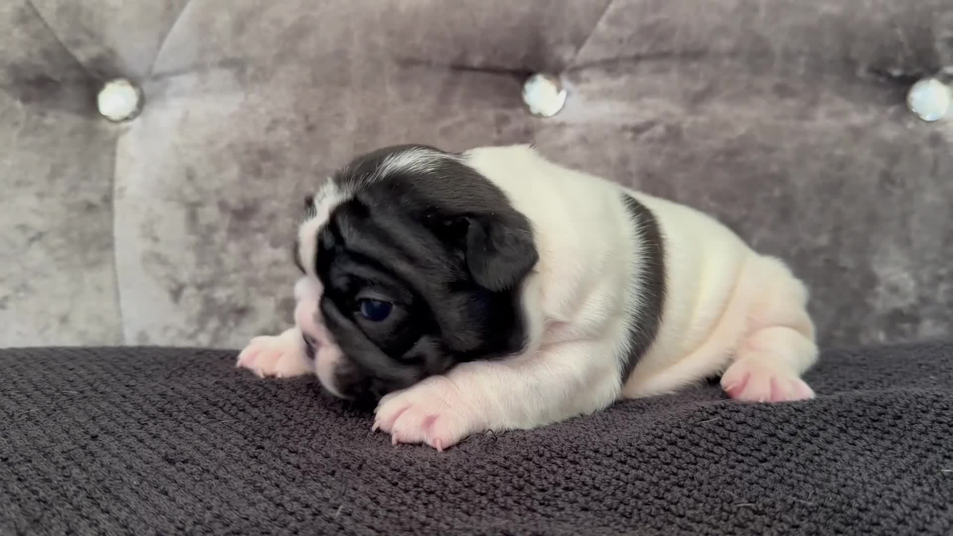 French Bulldog dogs for sale: Fully tested genetic and health puppies - Video 1