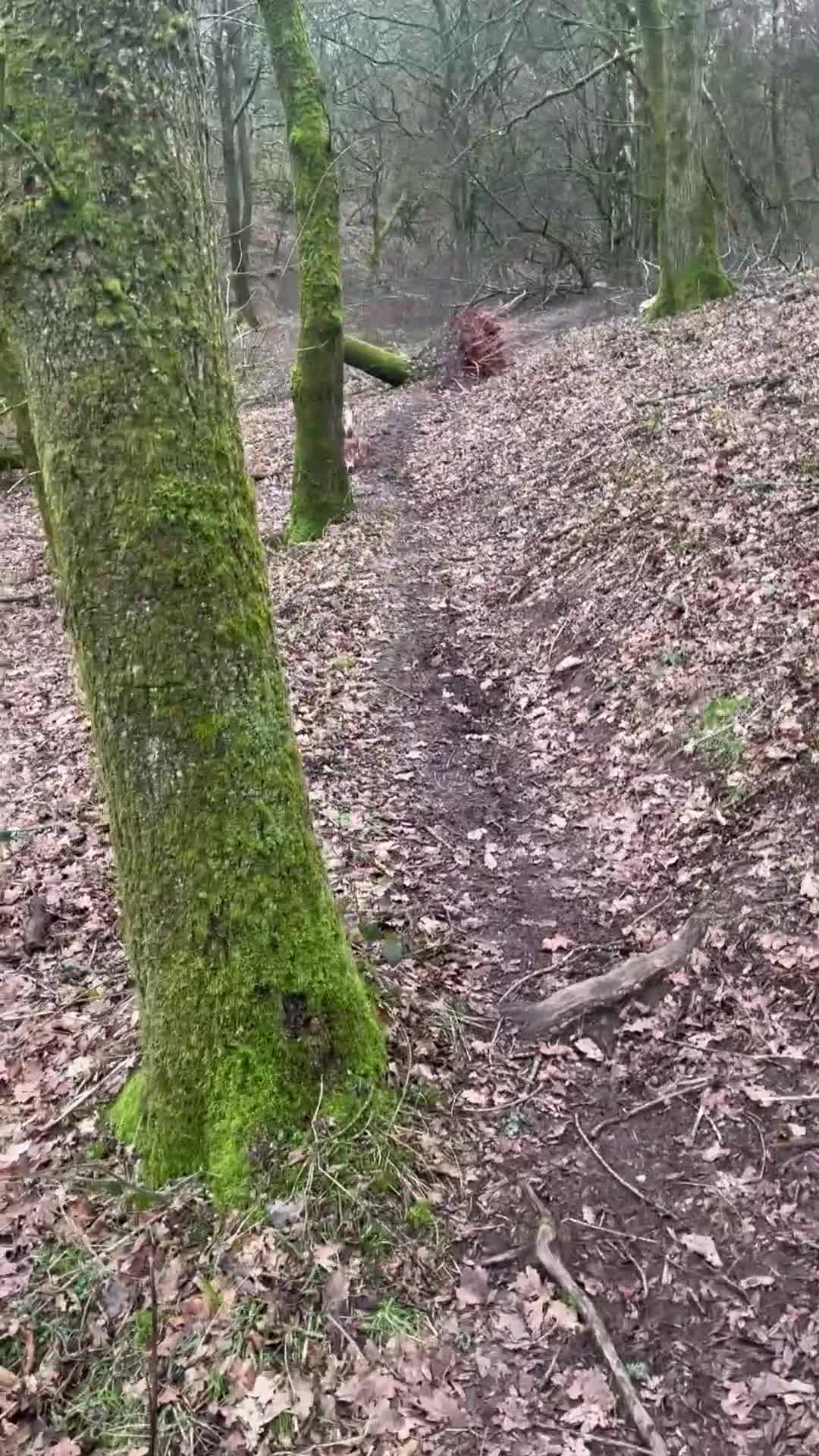 Cavalier King Charles Spaniel dogs for sale: 3 adult cavaliers (speyed)1 boy 2 girls  - Video 3