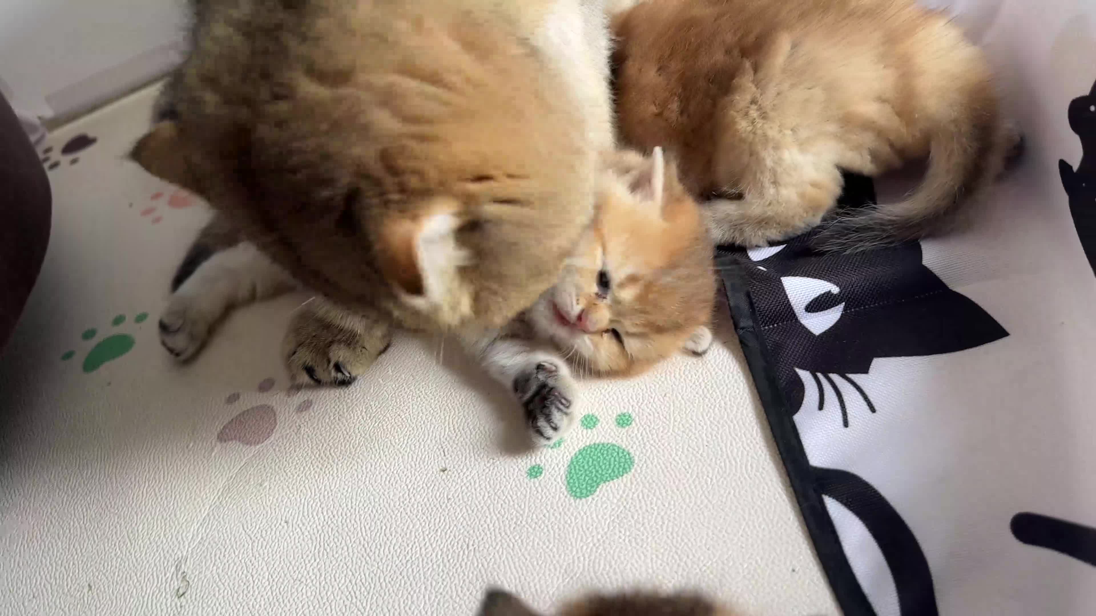 Scottish Fold cats for sale:     Beautiful Scottish Kittens for Reservation 🥰 - Video 4