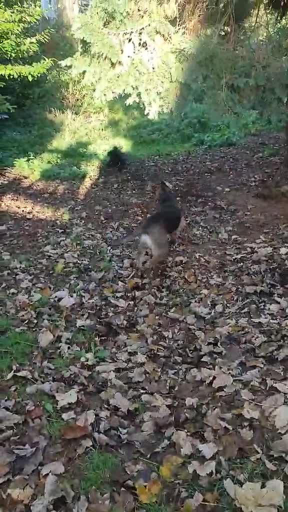 Mixed Breed dogs for adoption: Hound mix sweet Archie for adoption  - Video 4