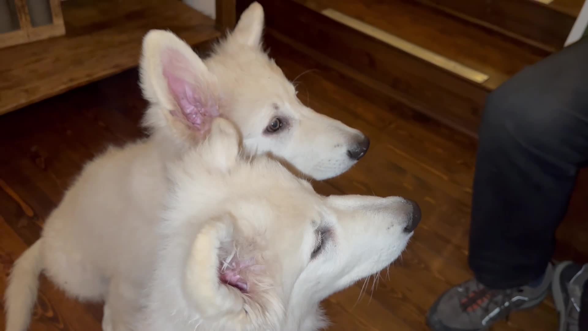 White Swiss Shepherd dogs for sale: Beautiful white Swiss shepherd  - Video 1