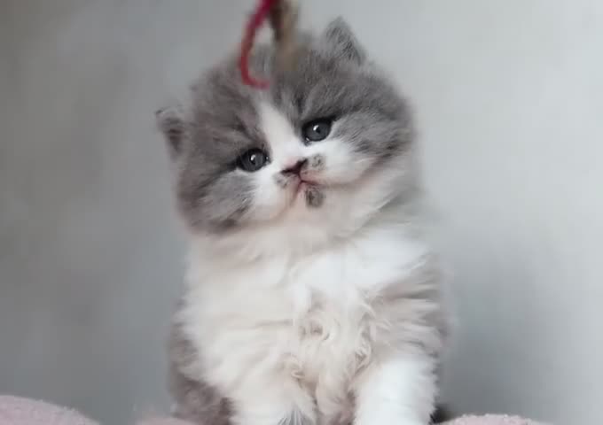 British Longhair cats for sale: PEDIGREE British Longhair kittens - Video 1