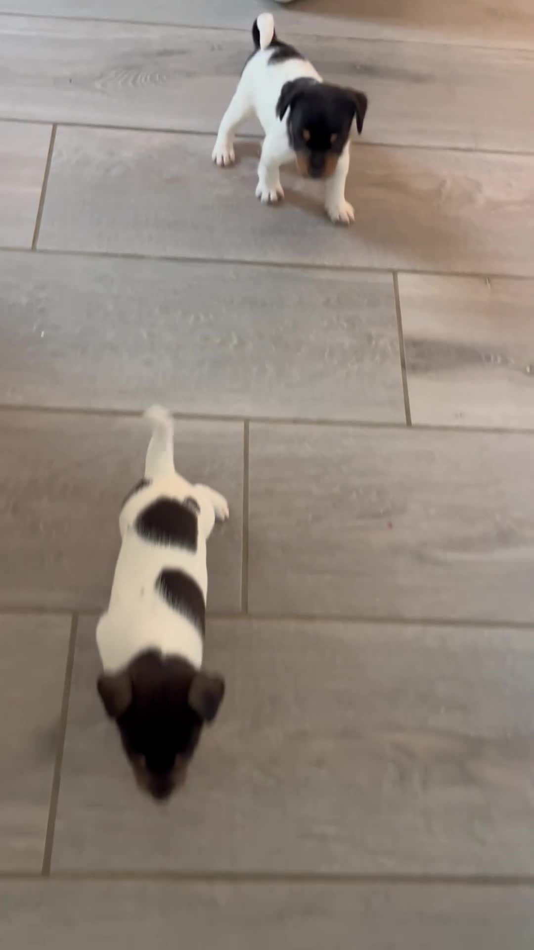 Jack Russell dogs for sale: Jack russel puppy’s  - Video 4