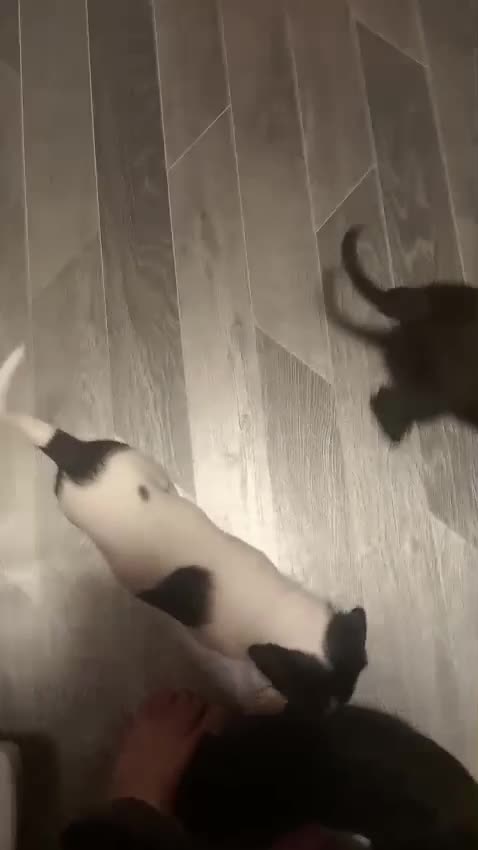 Mixed Breed dogs for sale: Pups for sale - Video 1