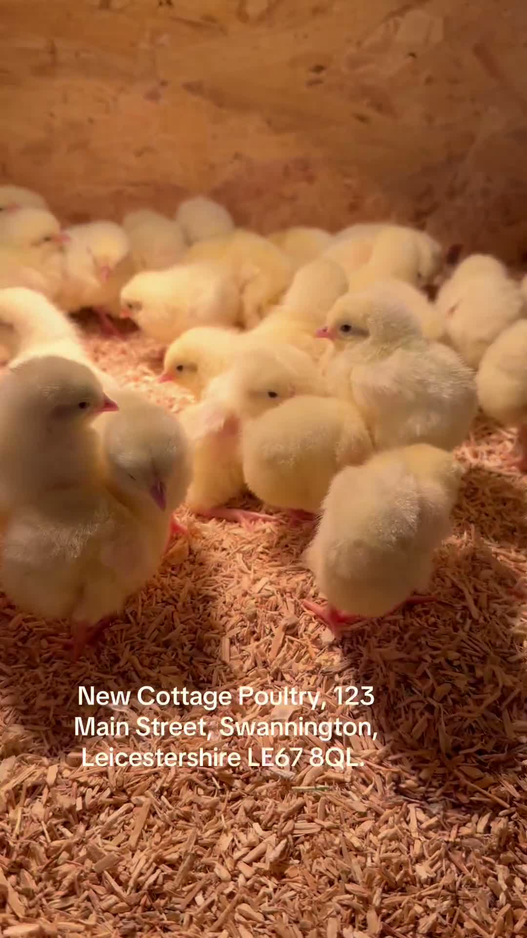 Chickens poultry for sale: Female White Star Chicks and more  - Video 1