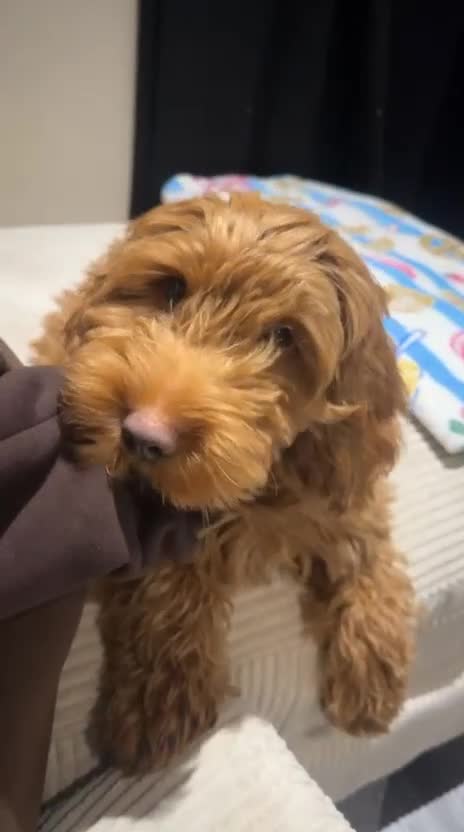 Cockapoo dogs for sale: 🐶 Cockapoo Puppy Looking for a Forever Home 🏡 - Video 2