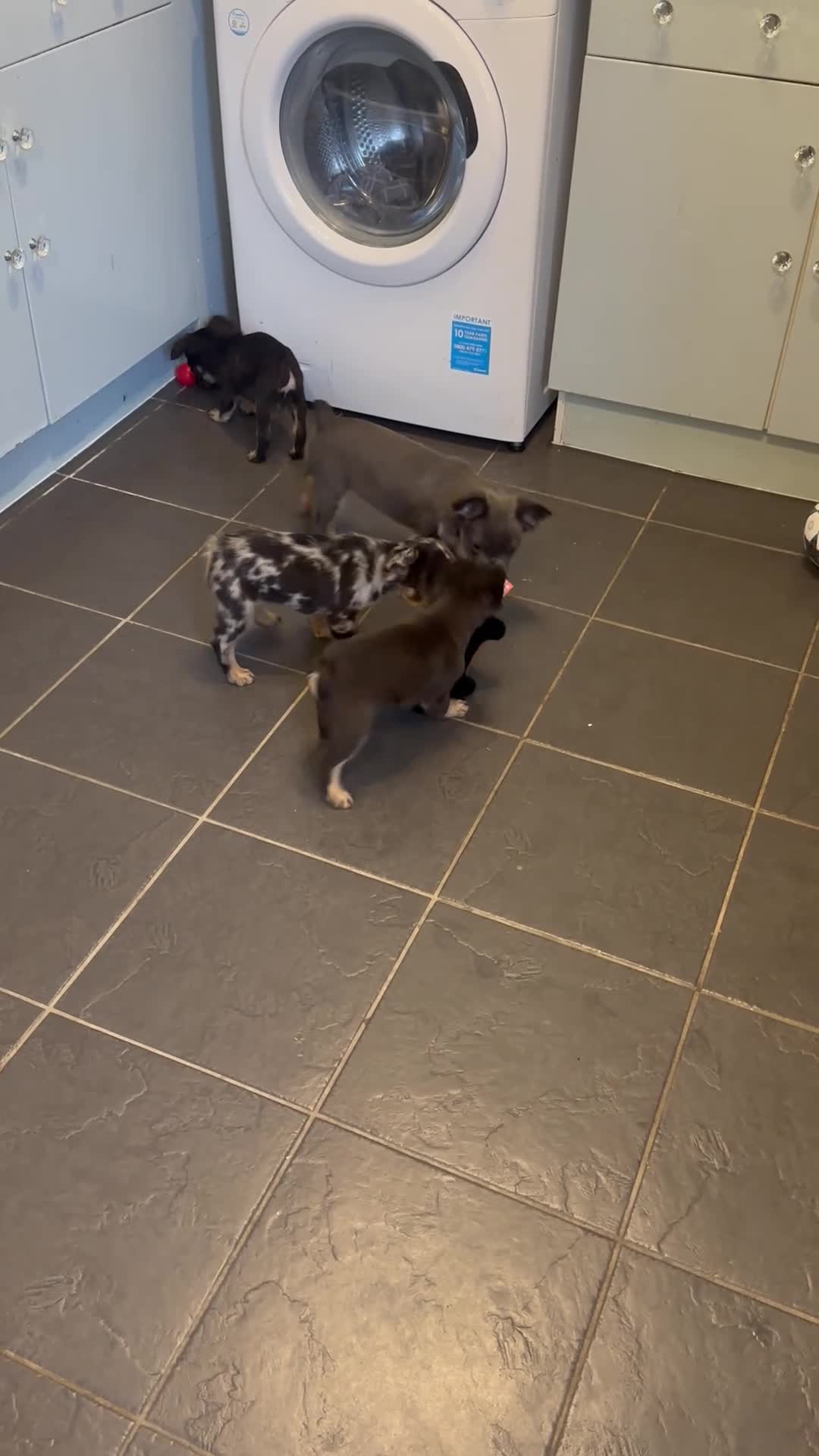 French Bulldog dogs for sale: *Full Fluffy KC Reg. Frenchie puppies* - Video 1